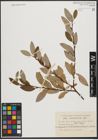 Foto von Salix tianschanica Regel